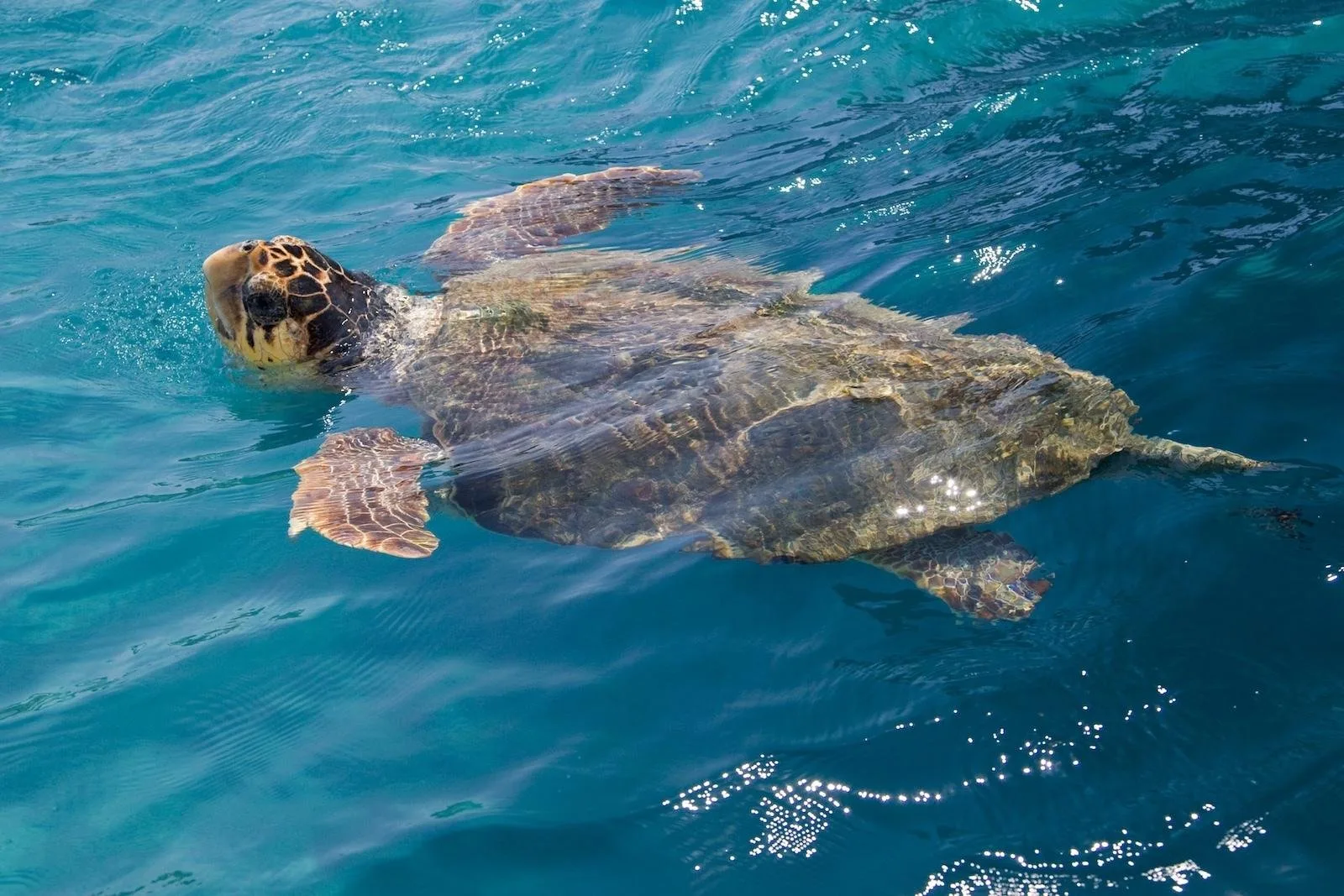 A loggerhead turtle surfacing beside the boat