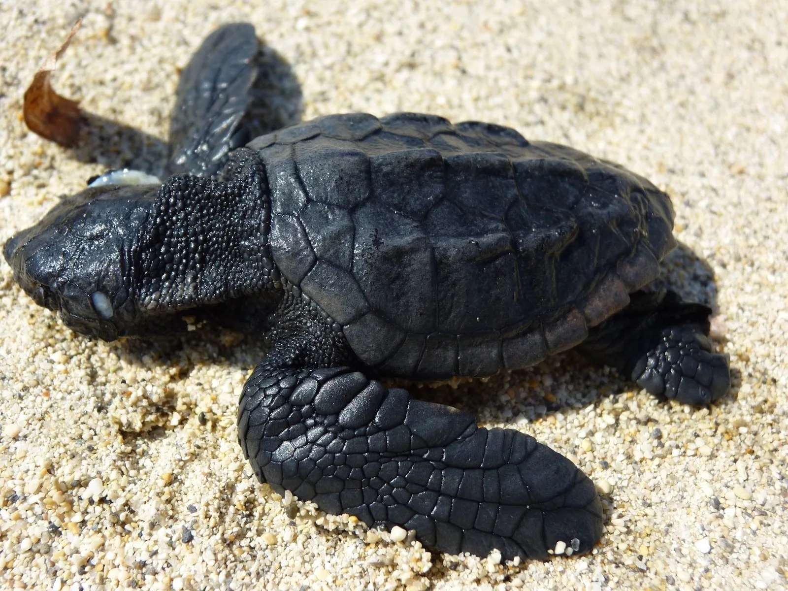 A loggerhead hatchling on the sand