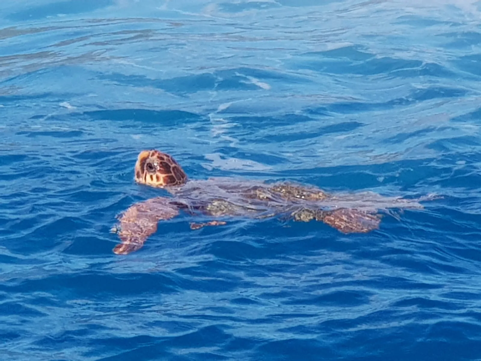 A turtle swimming at the surface in deep blue water