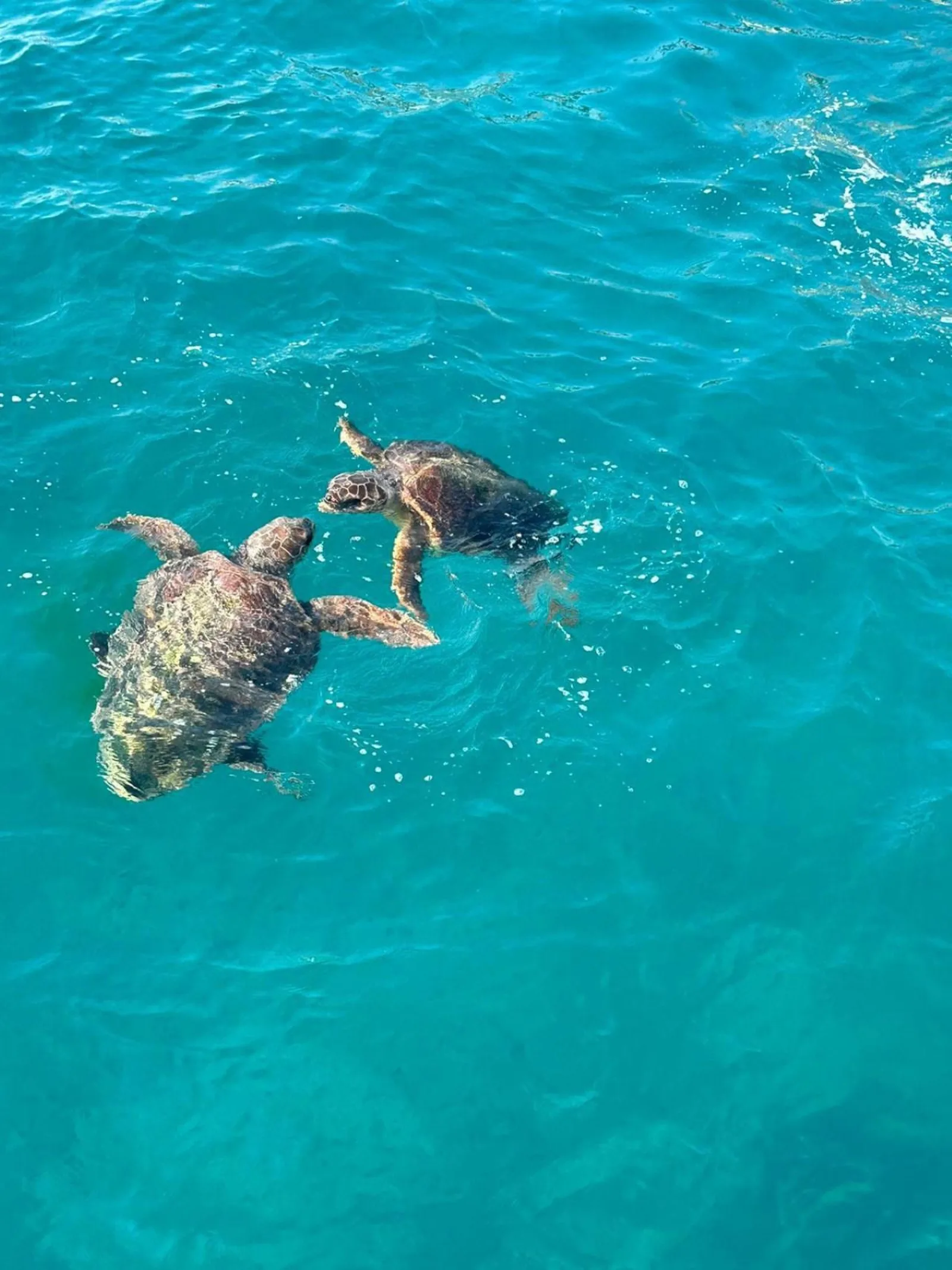 Zakynthos: Turtles, Marathonisi & Keri Caves Glass-Bottom Boat Tour