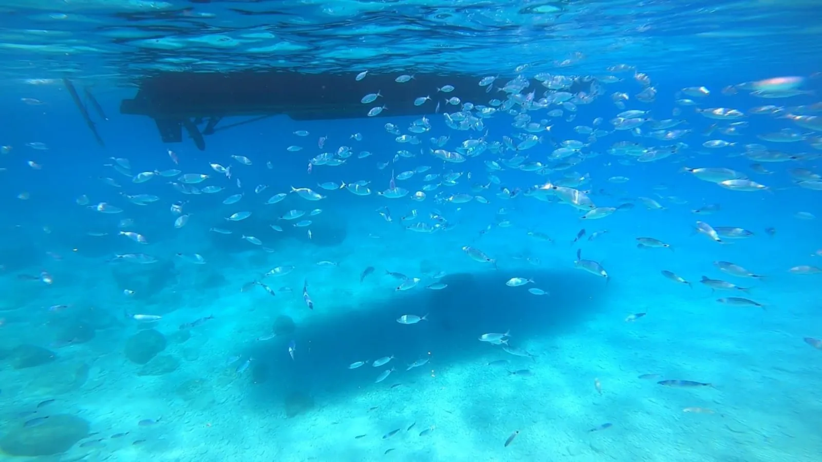 Underwater view of a shoal of fish beneath the boat at a swim stop