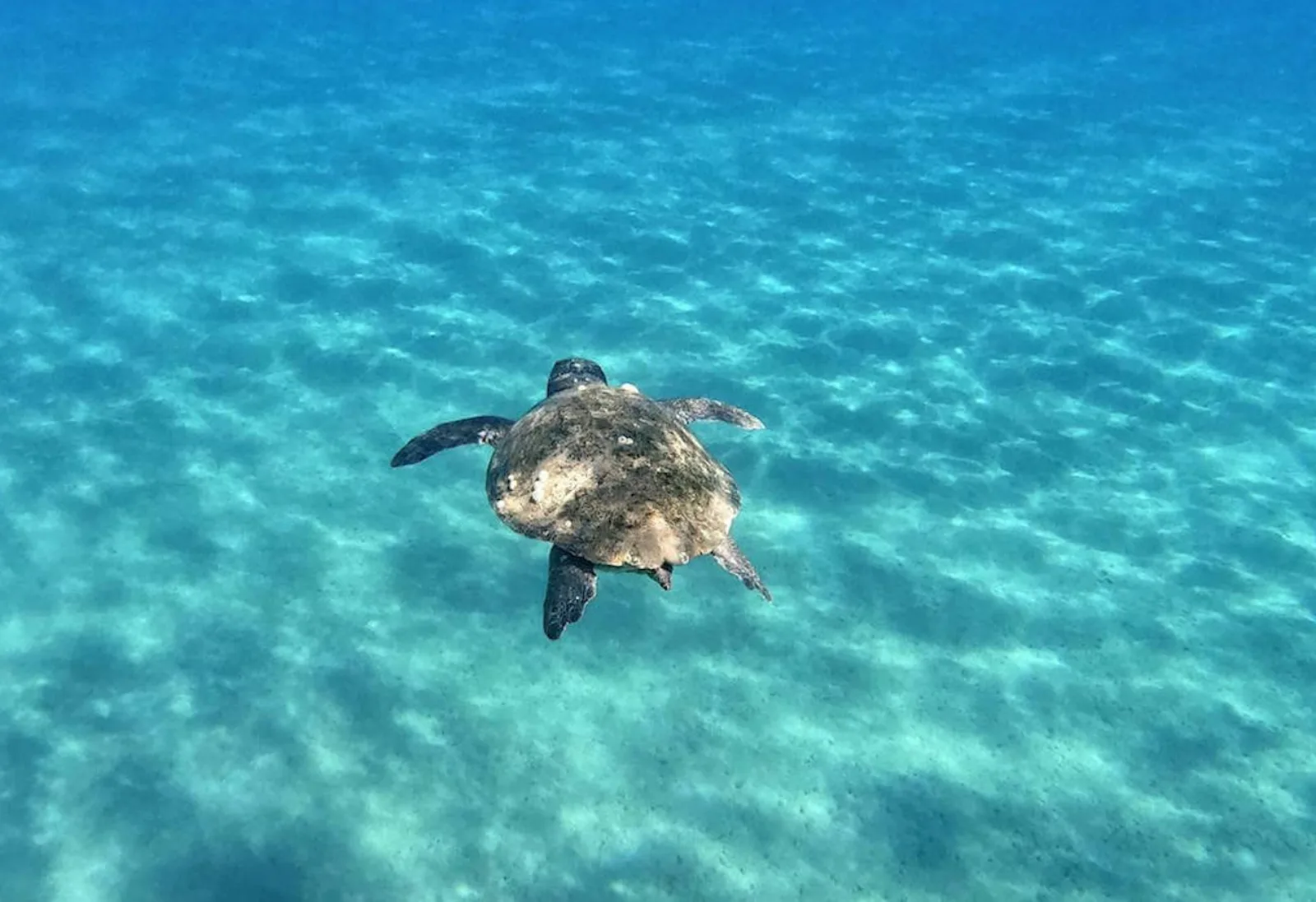 A loggerhead turtle swimming over the sandy seabed in clear water