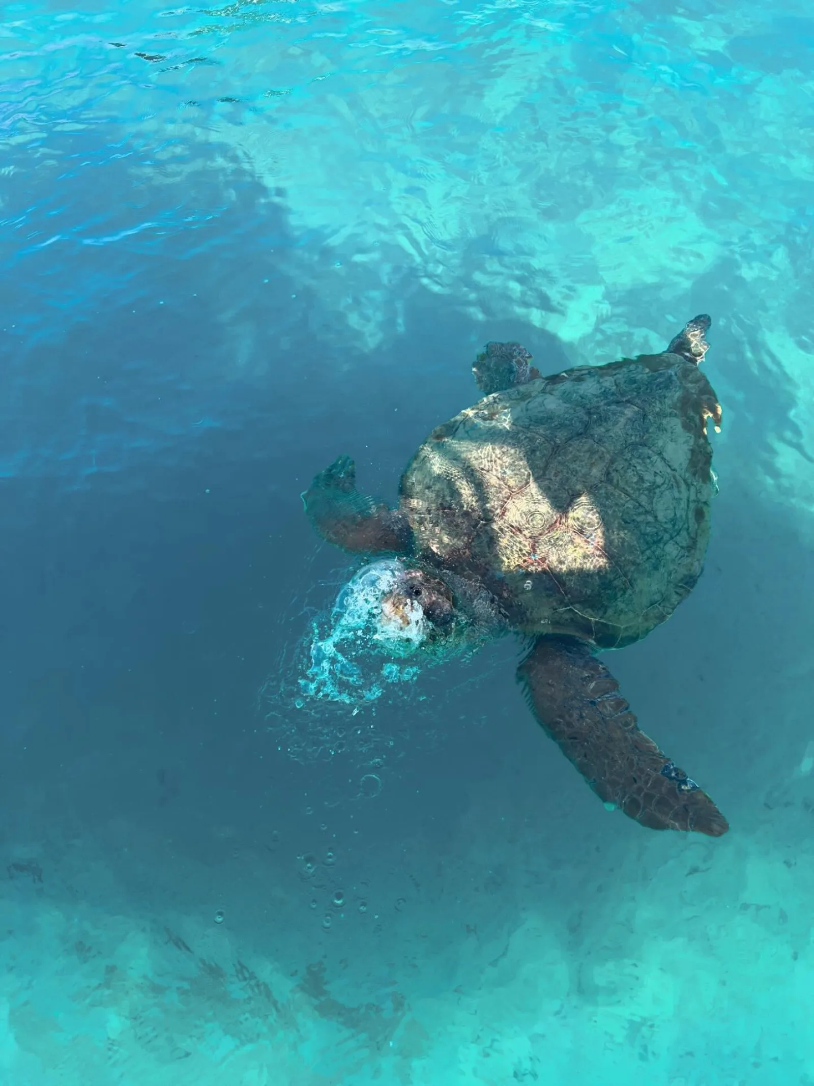 Zakynthos: Turtles, Marathonisi & Keri Caves Speedboat Tour